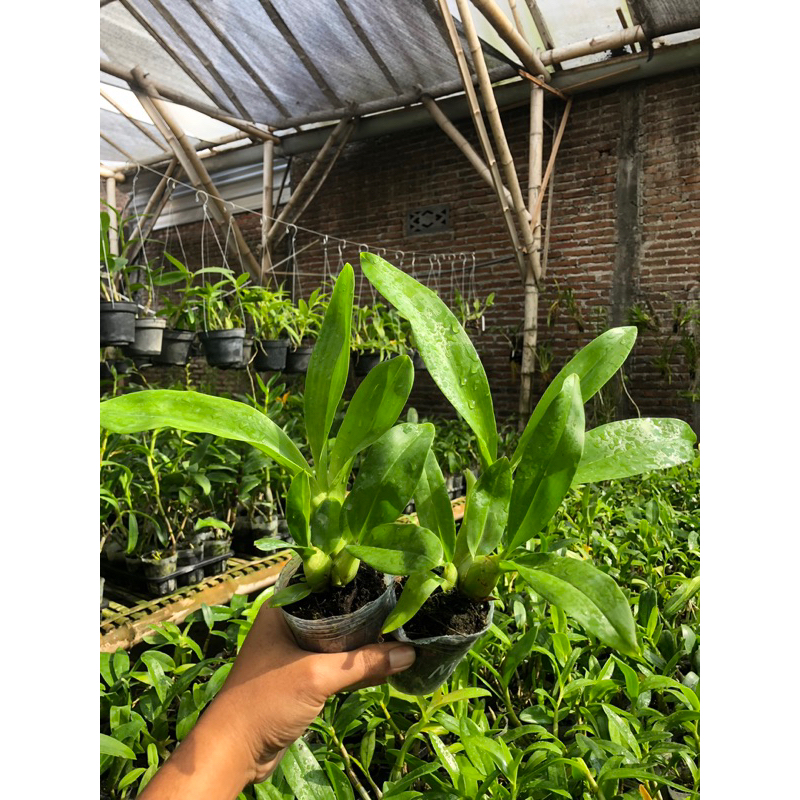 Grammatophyllum scriptum Sp Papua