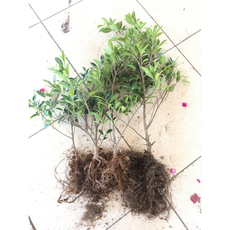 Paket bahan kimeng 4 pcs