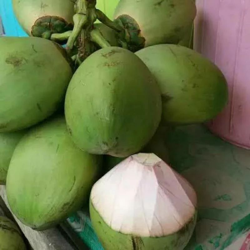 

INSTAN KELAPA muda ijo segar 3 pcs