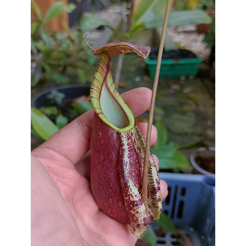 Kantong Semar Rafflesiana Nepenthes sp