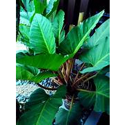 Tanaman HIas Philodendron Melodii