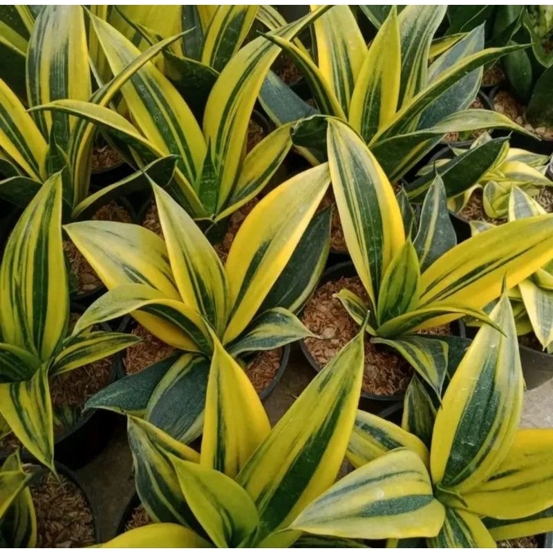 Sansivera Gold Flame / golden flame