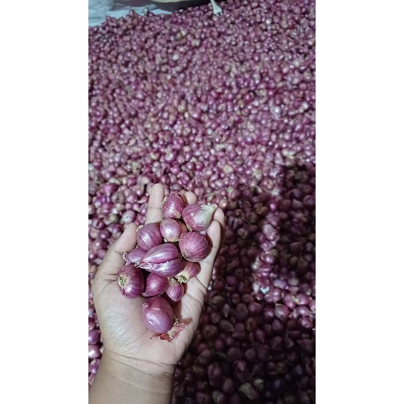 

Bawang Merah PROBOLINGGO tanggung 1kg FREE 500gr