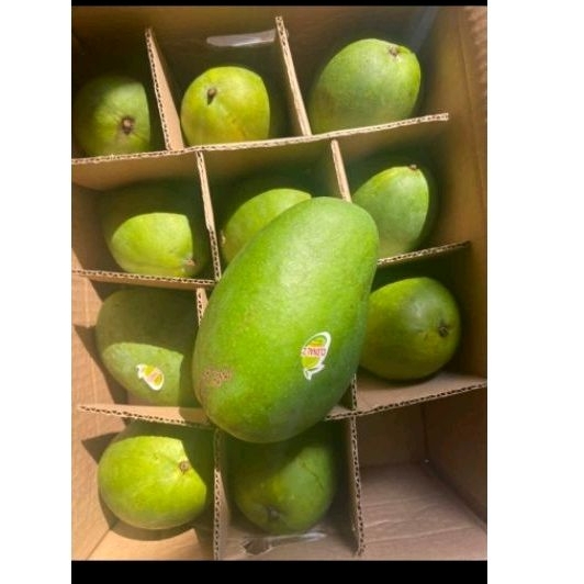 

Mangga Bangil 5kilo