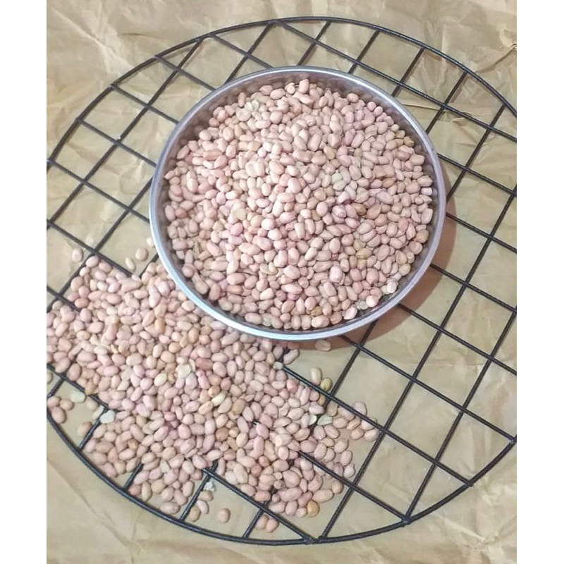 

KACANG SAMBEL