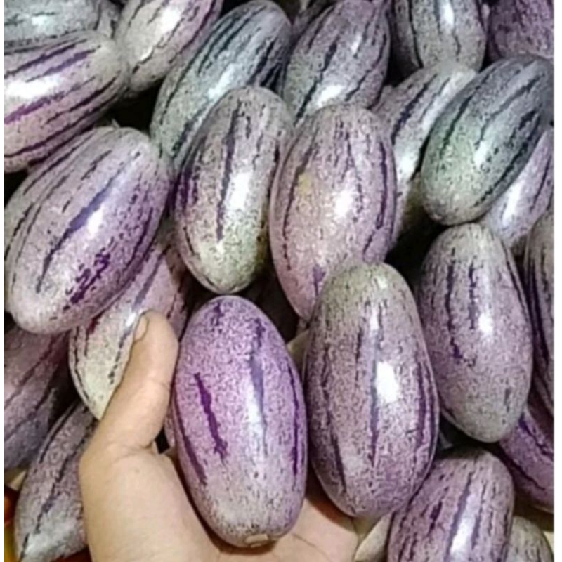 

buah papino 1000gram /1kg fress dari petani (obat penurun darah)