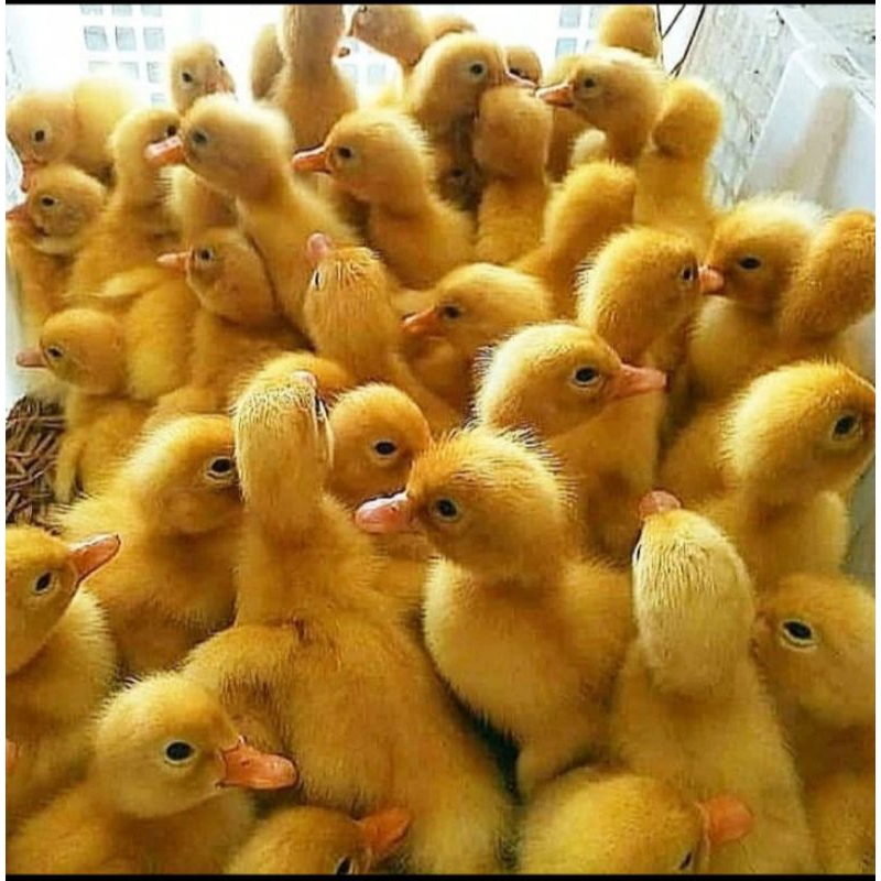 DOD Bebek Peking - Anak Bebek Peking Pedaging