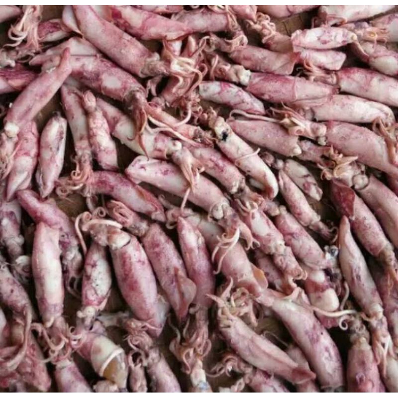 

Cumi asin bertelur kering kualitas super Berat 1kg