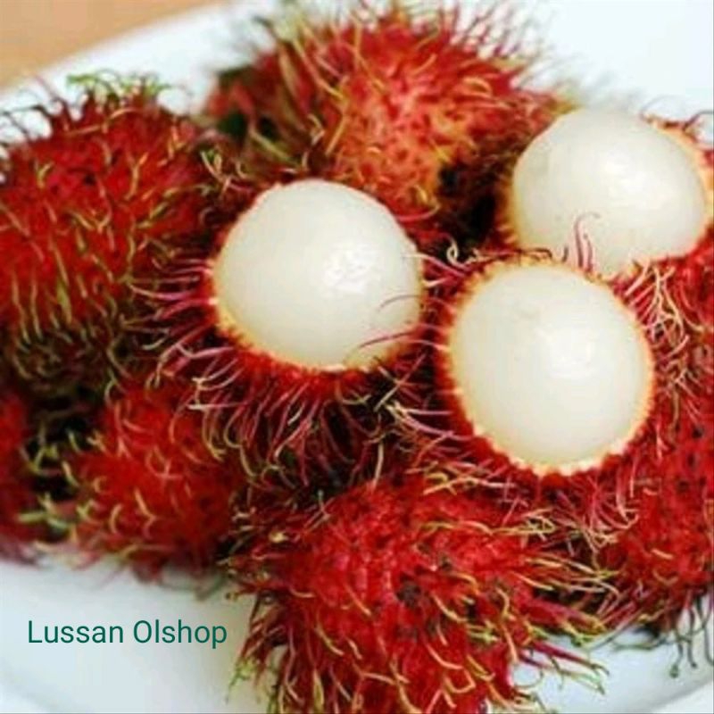 

Rambutan ( Aceh ) Manis & Segar Langsung Dari Pohon. isi 20 buah