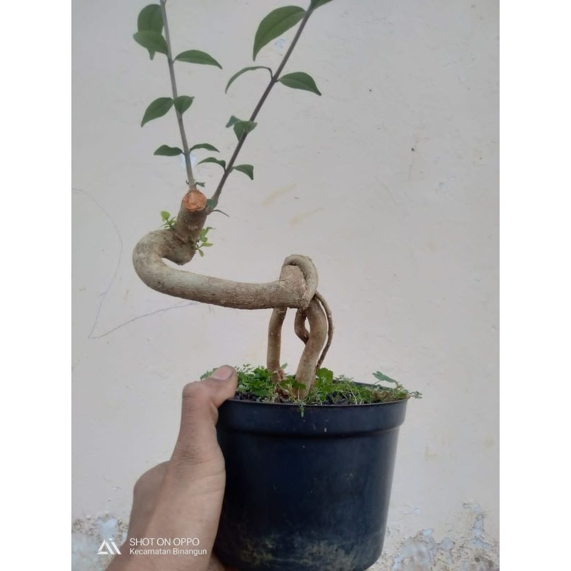 Bonsai anting putri mame meliuk berkarakter