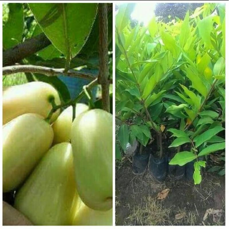 Bibit Jambu Air Hijau  Gampang Berbuah