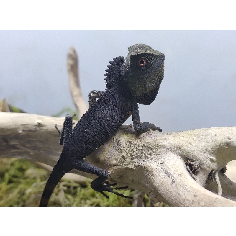 baby forest dragon