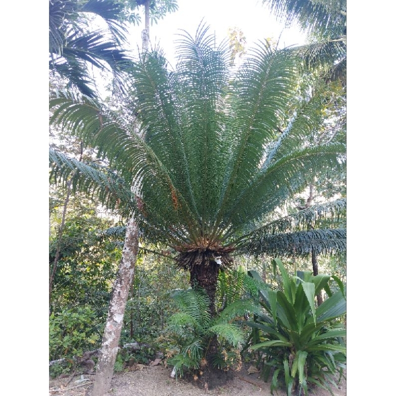 BIBIT PAKISAN PANTAI pakis haji mawar jambe