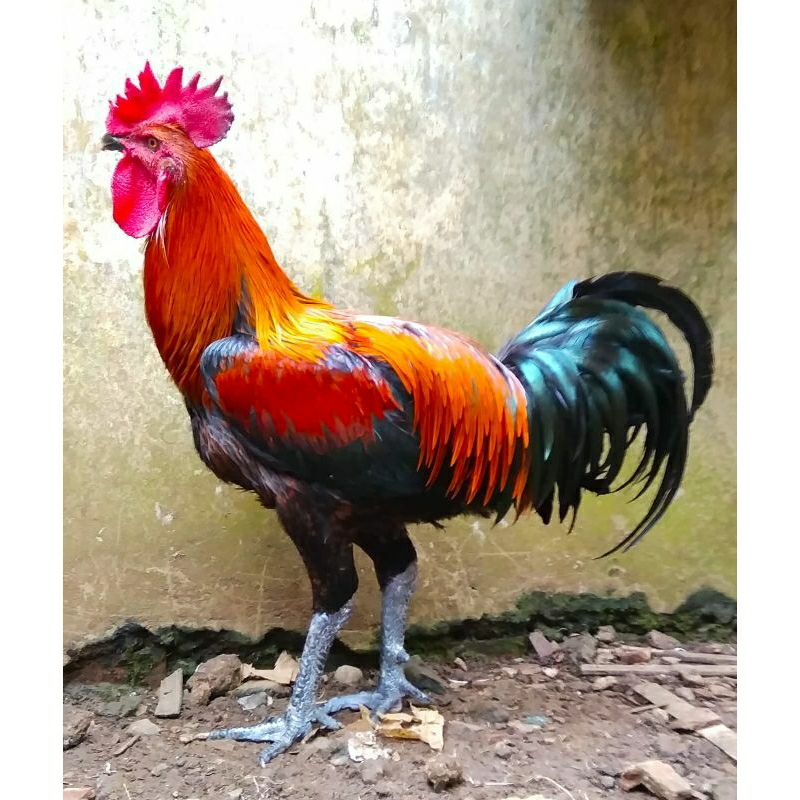 Telur ayam pelung jumbo untuk di tetaskan