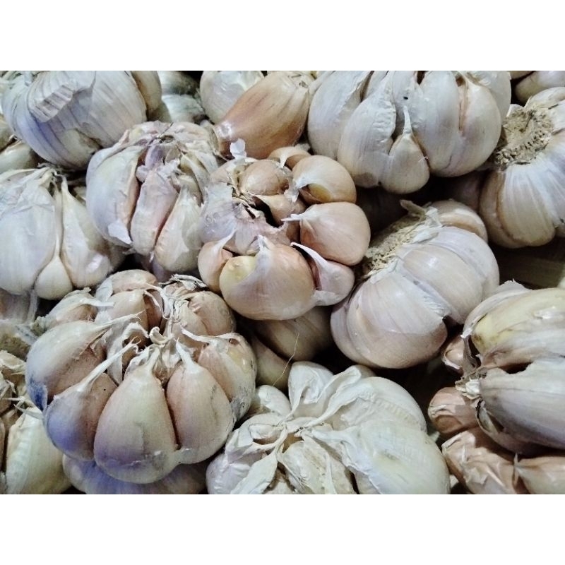 

Bawang Putih