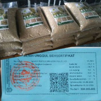 [SIAP KIRIM] bibit sorghum bioguma benih jagung cantel broom corn sorghum resmi bersertifikat putih 