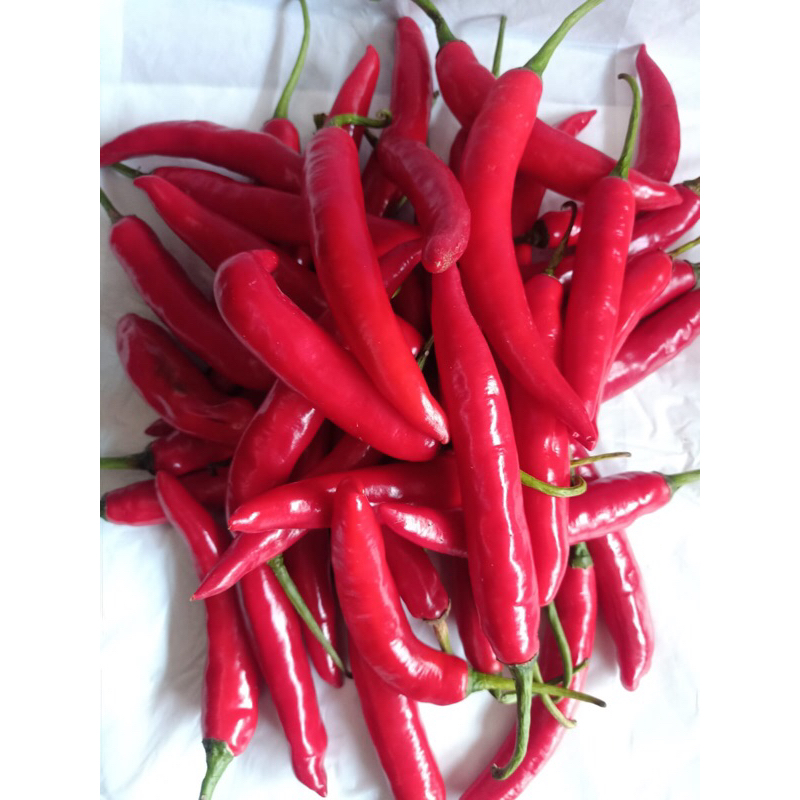 

CABE MERAH BESAR /ons