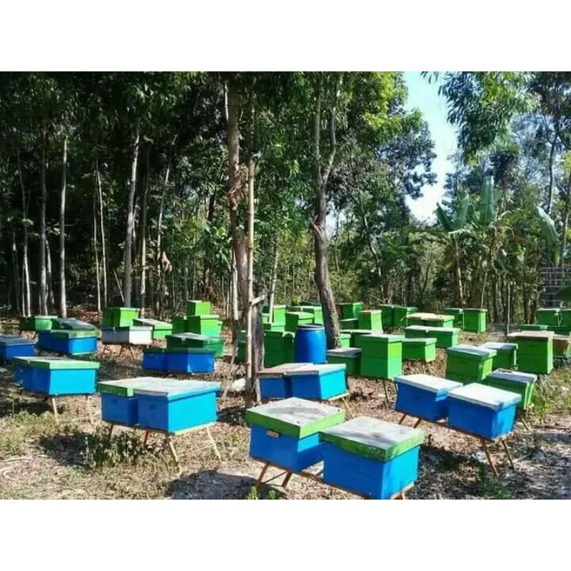 

Madu teuwel asli 100%