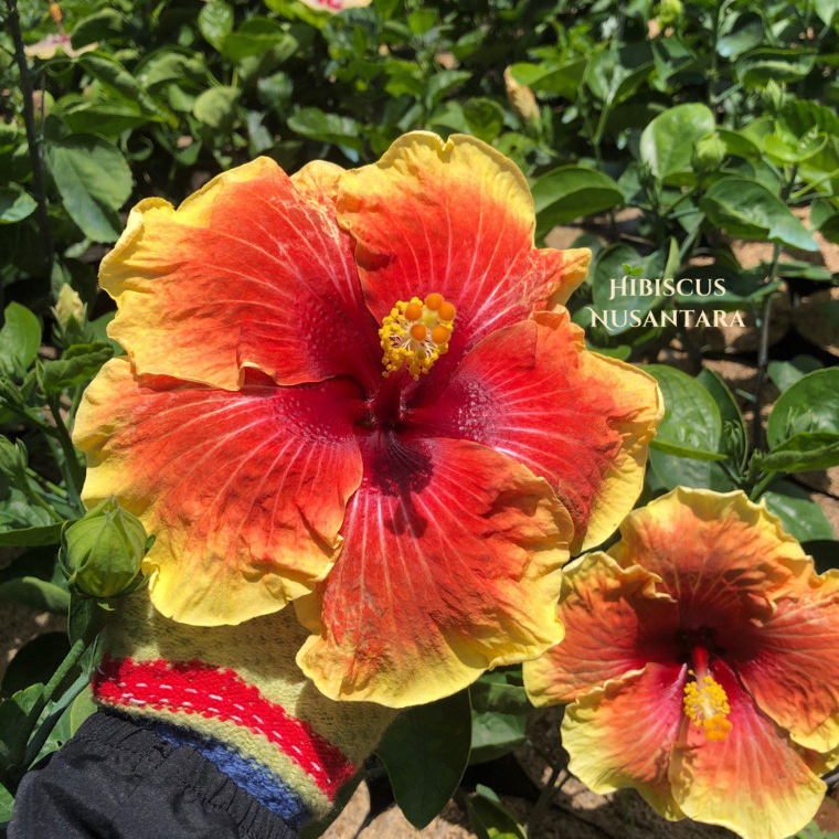 Tanaman Hibiscus Croissant Bunga jumbo Orange Import Hibiscus Nusantara CODE 009