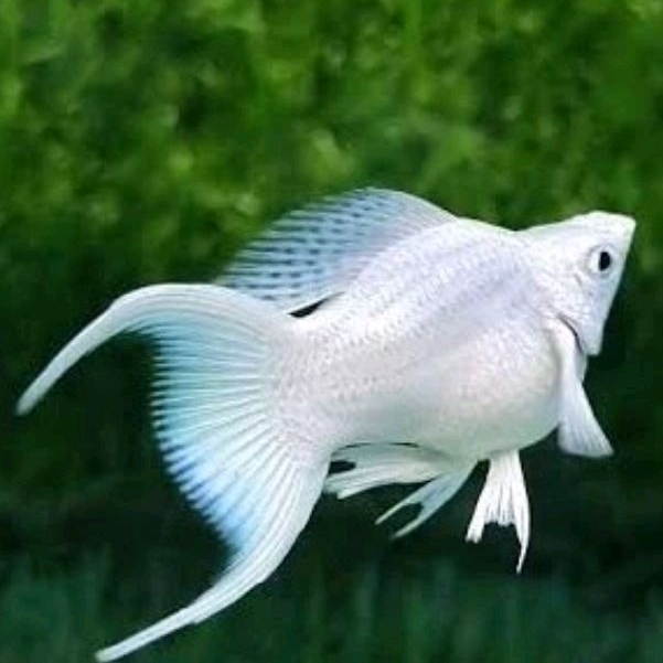 Molly platinum Ballon Cawang