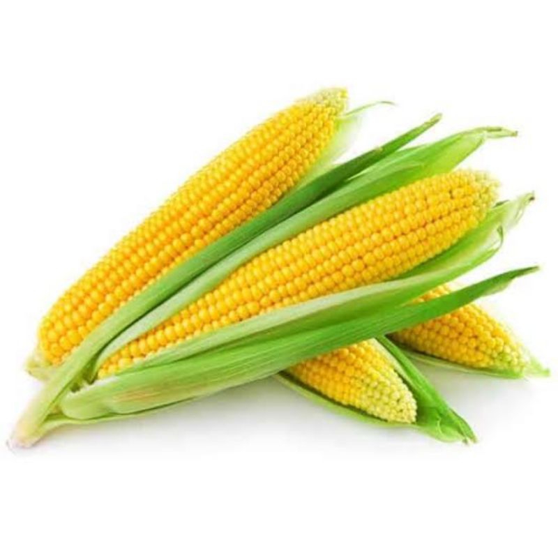 

KIRIM BESOK Jagung Manis (300-400 gr)