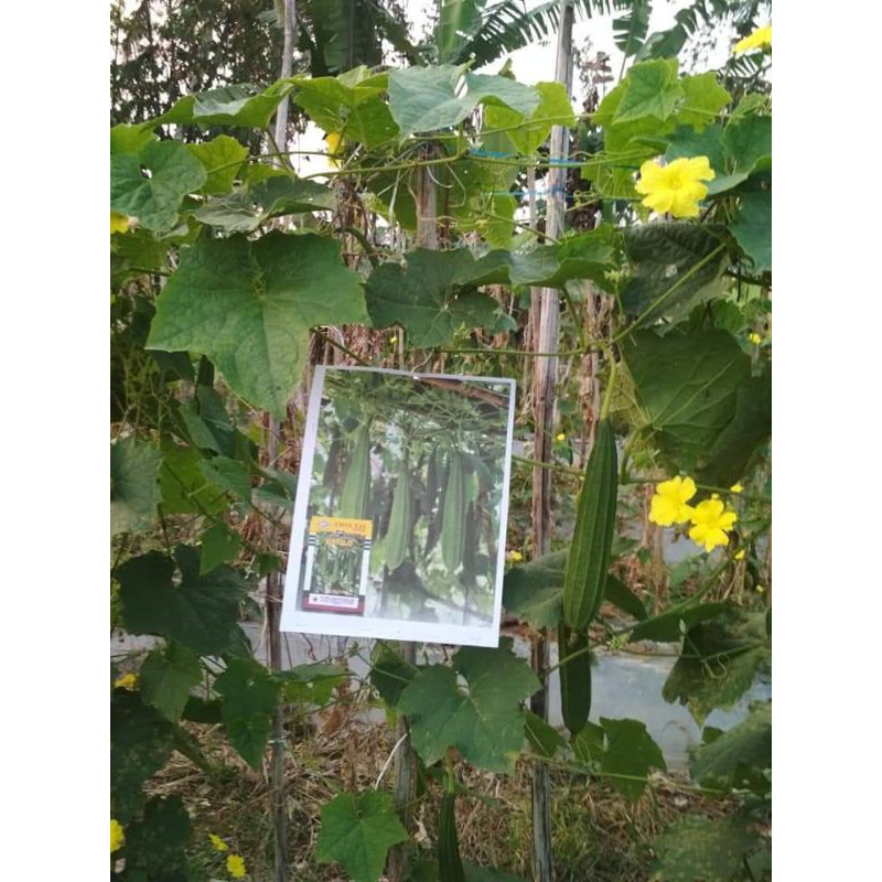 Revando45 Benih Bibit Gambas Oyong Estilo F1, Perawatan Mudah, Penjualan Mudah Dan Tahan Simpan. Isi