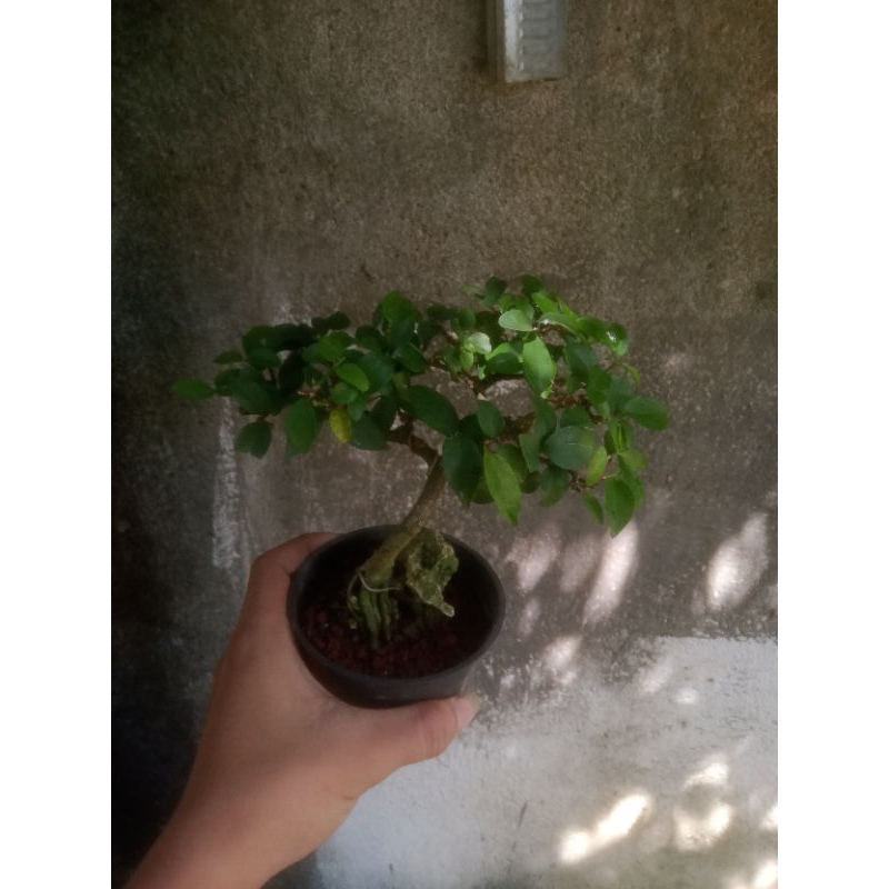 bonsai mame anput dan mirten