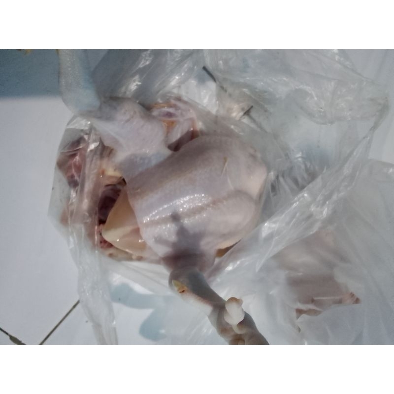 

ayam potong segar,