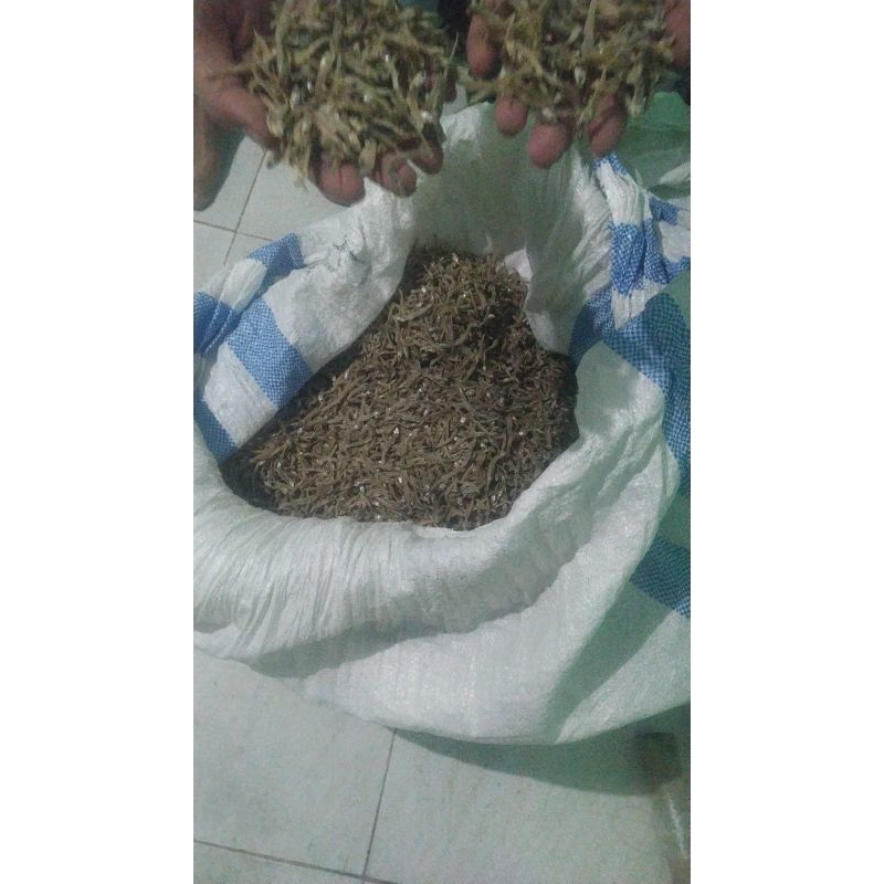 

ikan teri