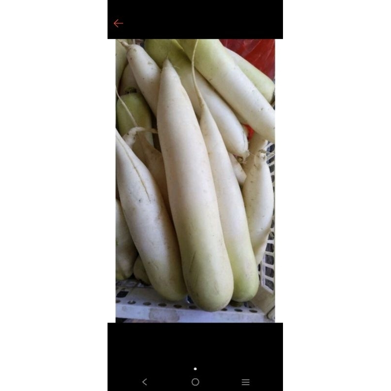 

lobak putih 500 gr fresh