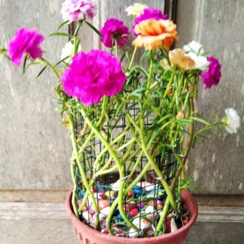 PAKET 3 warna Bibit Bunga Pelangi Hias | Bunga Krokot Tumpuk Warna-warni | Bunga Pukul Sembilan Mura