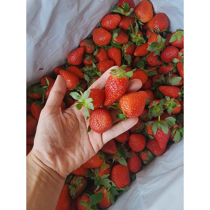 

PAKETAN STRAWBERRY & BUAH MIX.
