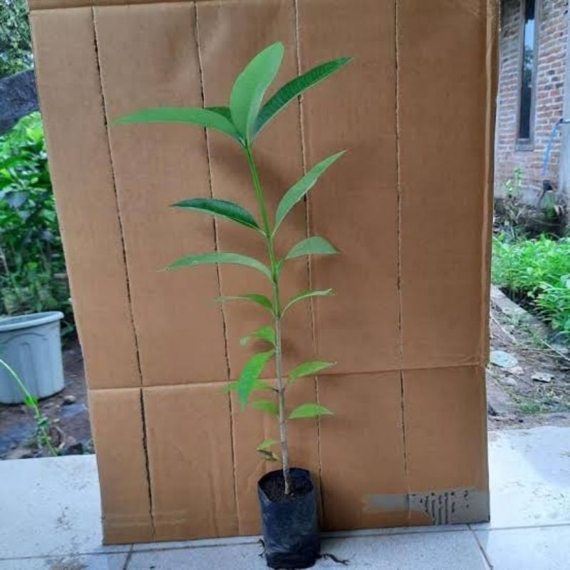 Bibit tanaman pohon pule atau tanaman hias depan rumah