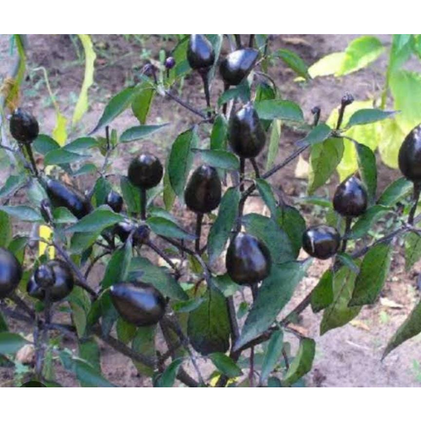 Tanaman Cabe Cabai Hitam (Capsicum annuum longum) Black Hungarian Peppper (Buah Bulat)-cabe hias-bis