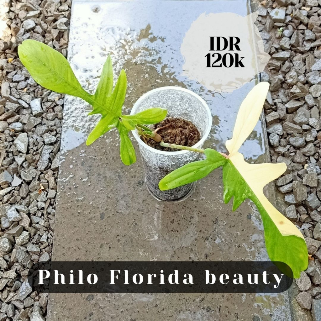 Philo Florida beauty