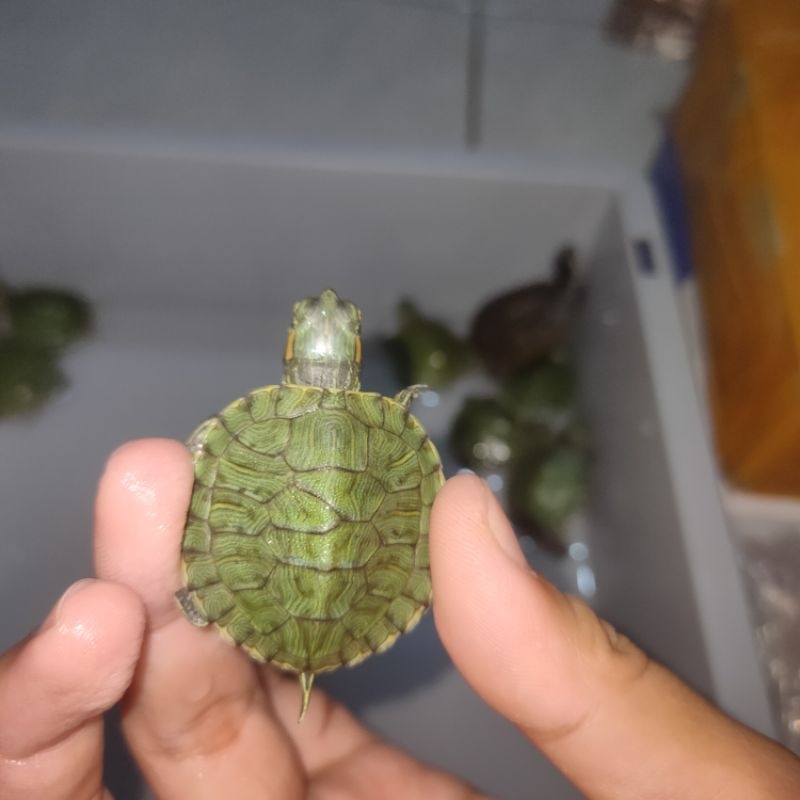 kura kura brazil unik over scute