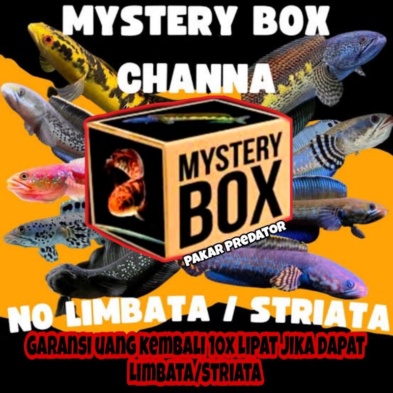 Random Chana 5-15cm Auranti, stewarti, blue pulcra