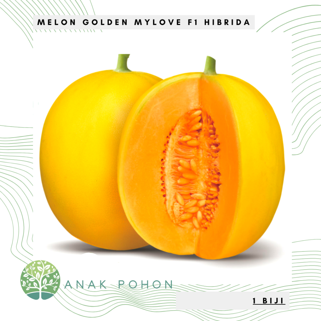 Benih Bibit Biji - Melon My Love F1 Golden Kuning Hibrida Seeds - Melon MyLove Rasa Manis & Warna Da
