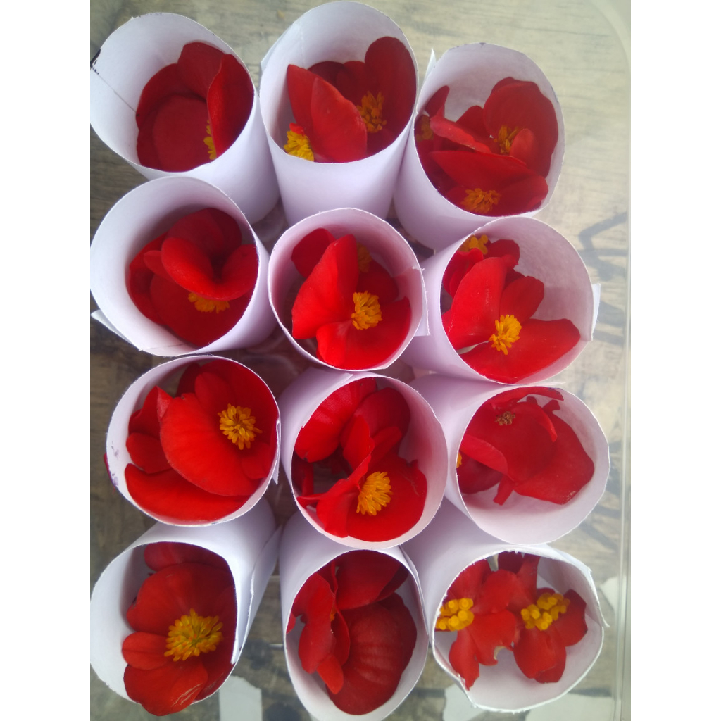 

EDIBLE FLOWER MURAH BERKUALITAS-BEGONIA