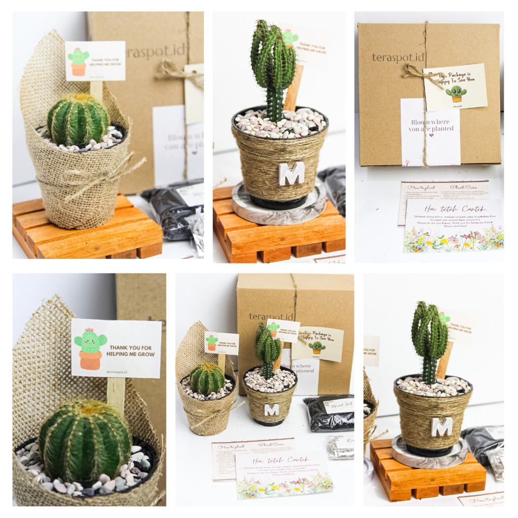 Gift Kaktus Mini Planting Kit DIY - Pot 8 Cm - Hampers / Souvenir / Hadiah Birthday Graduation