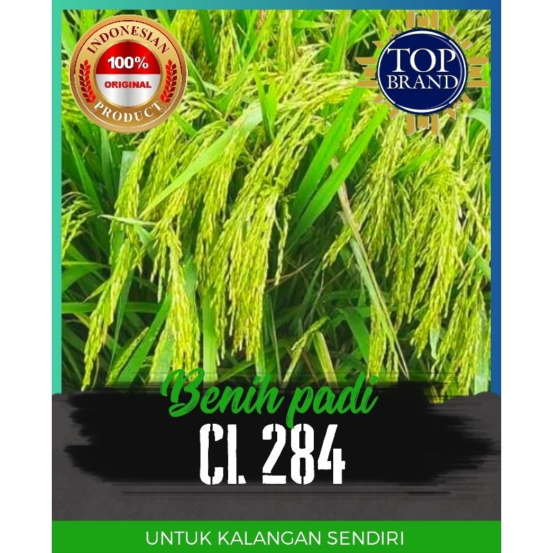 benih padi cl 284 1kg
