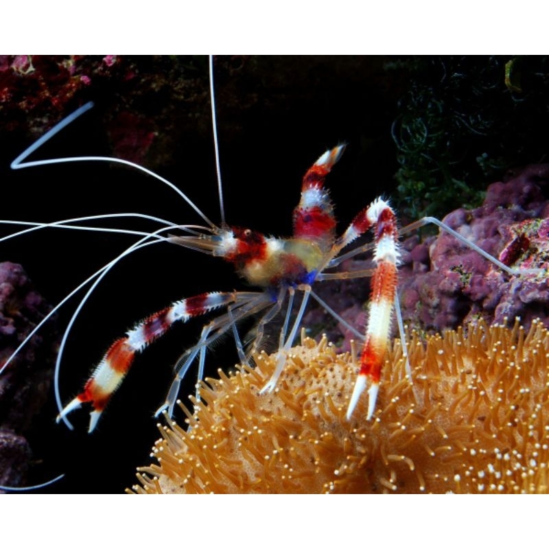 udang hias air laut(udang mp)