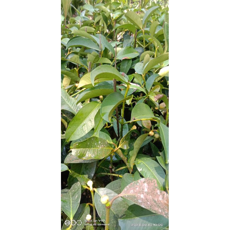 Mokilo43 Bibit Buah Manggis Kondisi Sudah Berbuah&Berbunga - Hasil Okulasi