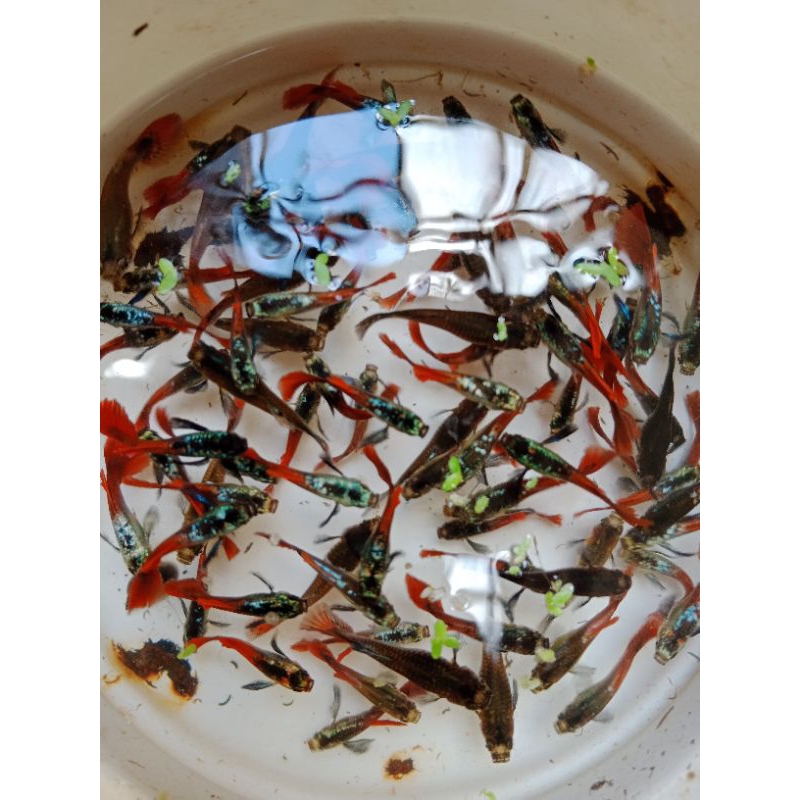 

Guppy PRTDE Usia 3 Bulan Jantan Betina