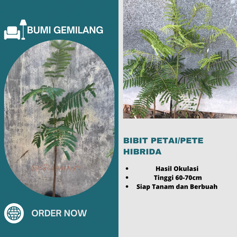 Tanaman Bibit Petai Hibrida