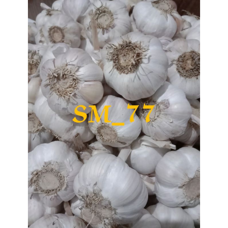 

Grosir Bawang Putih 500Gram Bawang Putih Honan Bawang Putih Sico