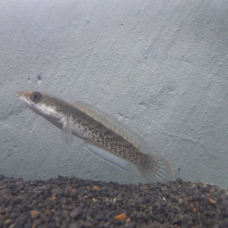 Channa Stewarti Karbialong size 8-9cm cocok untuk bahan progres/pemula