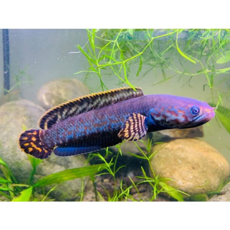 channa bleheri 13 cm jantan