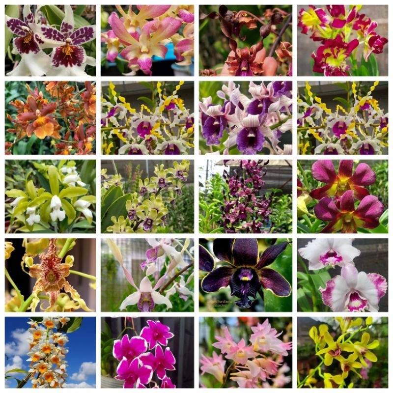 Seedling Anggrek Dendrobium Dewasa Banyak Pilihan Warna Dan Jenis - Termurah