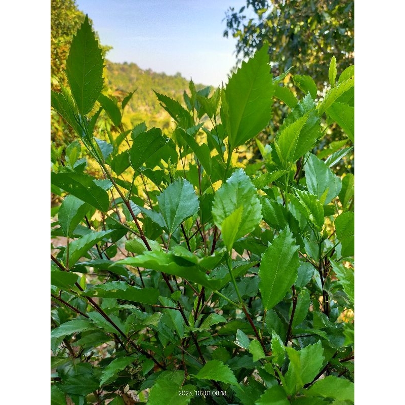 

daun bunga sepatu segar (1 kg)